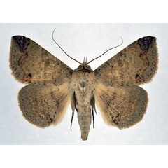 /filer/webapps/moths/media/images/I/inangulata_Ericeia_AM_NHMO.jpg