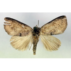 /filer/webapps/moths/media/images/M/microcyma_Metaleptina_A_RMCA.jpg