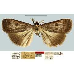 /filer/webapps/moths/media/images/M/malagasy_Tathorhynchus_HT_MNHN.jpg