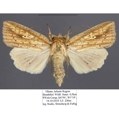 /filer/webapps/moths/media/images/P/pyrausta_Mythimna_AF_Stadie.jpg