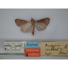 /filer/webapps/moths/media/images/M/modesta_Anomis_HT_RMCA_02.jpg