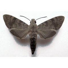 /filer/webapps/moths/media/images/X/xylina_Nephele_AM_Basquin.jpg