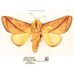 /filer/webapps/moths/media/images/T/transversata_Barilla_AM_BMNH_01.jpg