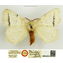 /filer/webapps/moths/media/images/A/arrecta_Phiala_HT_NHMUK.jpg