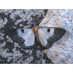/filer/webapps/moths/media/images/D/dolorosa_Zamarada_A_Guyonnet.jpg