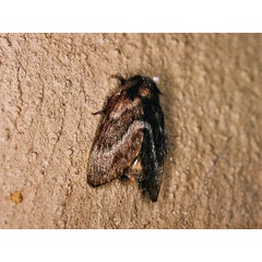 /filer/webapps/moths/media/images/A/affinis_Anadiasa_A_Roland.jpg