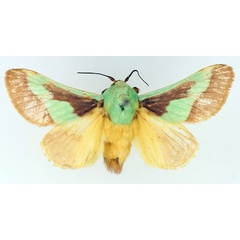 /filer/webapps/moths/media/images/J/johannes_Latoia_AM_TMSA.jpg