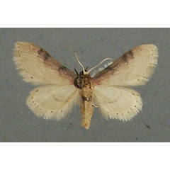 /filer/webapps/moths/media/images/U/umbricosta_Idaea_AF_TMSA.jpg