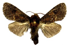 Geraldocossus durrelli