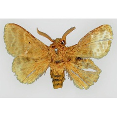 /filer/webapps/moths/media/images/G/gemmata_Eucraera_HT_BMNH.jpg