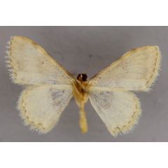 /filer/webapps/moths/media/images/N/nigrinotata_Scopula_A_ZSM_02.jpg