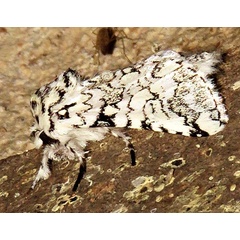 /filer/webapps/moths/media/images/A/albicans_Pseudorethona_A_Braun_2.jpg