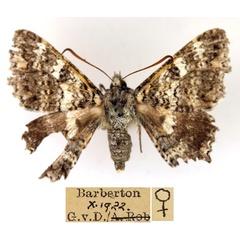 /filer/webapps/moths/media/images/H/hesperistis_Apoprogones_AF_TMSA_01.jpg