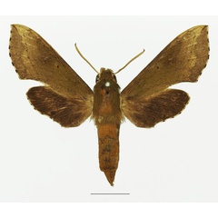 /filer/webapps/moths/media/images/B/butleri_Hippotion_AF_Basquina.jpg