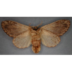 /filer/webapps/moths/media/images/A/axiologa_Diapalpus_AT_RMCAb.jpg