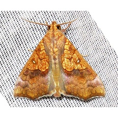 /filer/webapps/moths/media/images/F/flava_Anomis_A_Braun_18.jpg