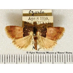 /filer/webapps/moths/media/images/C/consanguis_Ozarba_A_OUMNH_01.jpg