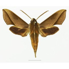 /filer/webapps/moths/media/images/G/griveaudi_Hippotion_AM_Basquina.jpg