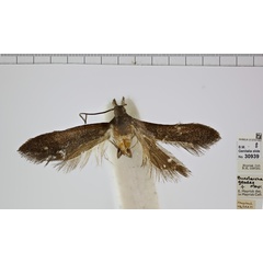 /filer/webapps/moths/media/images/G/geodes_Mesophleps_MA_NHMUK.jpg