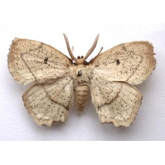 /filer/webapps/moths/media/images/R/revelli_Ectropona_HT_BMNH.jpg
