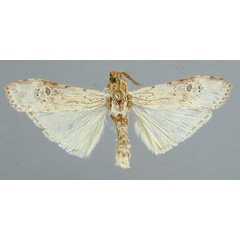 /filer/webapps/moths/media/images/O/ochracea_Archistilbia_A_RMCA.jpg