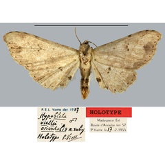 /filer/webapps/moths/media/images/O/orientalis_Hypobleta_HT_MNHN.jpg