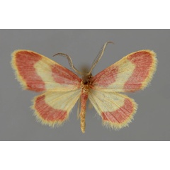 /filer/webapps/moths/media/images/E/exquisita_Idaea_A_ZSM_01.jpg