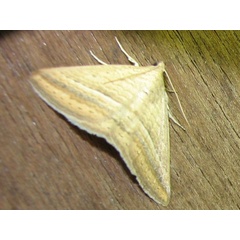 /filer/webapps/moths/media/images/A/arefacta_Rhabdophera_A_Goff_02.jpg