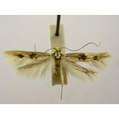 /filer/webapps/moths/media/images/A/astragalis_Porotica_HT868_TMSA_01.jpg