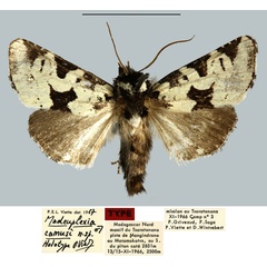 /filer/webapps/moths/media/images/C/camusi_Madeuplexia_HT_MNHN.jpg