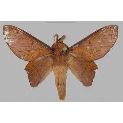 /filer/webapps/moths/media/images/H/heza_Opisthoheza_PTM_RMCA.jpg