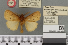 Laeliolina madagascariensis
