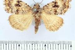 Asplenia melanodonta erffai