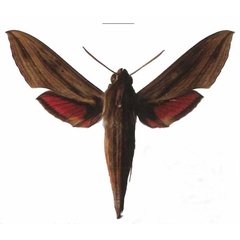 /filer/webapps/moths/media/images/E/eson_Hippotion_AM_EMEM.jpg