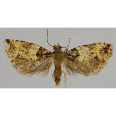 /filer/webapps/moths/media/images/G/giorgiae_Gypsonoma_AF_Trematerra.jpg