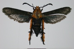 Melittia aureosquamata