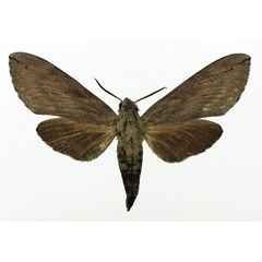 /filer/webapps/moths/media/images/F/favillacea_Pantophaea_AF_Basquin.jpg