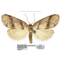 /filer/webapps/moths/media/images/K/kingstoni_Spatulosia_HT_ANHRT.jpg
