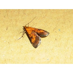 /filer/webapps/moths/media/images/P/perfervidalis_Metasia_A_Goff_01.jpg