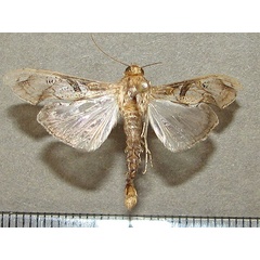 /filer/webapps/moths/media/images/M/meticulosalis_Terastia_A_Goff_01.jpg