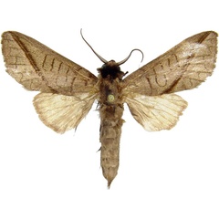 /filer/webapps/moths/media/images/H/heterogyna_Peratodonta_AM_MCJM.jpg