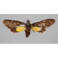 /filer/webapps/moths/media/images/S/simplex_Pseudonaclia_HT_BMNH.jpg