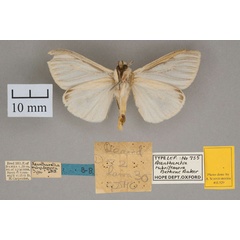 /filer/webapps/moths/media/images/R/rubrifemora_Acanthartia_HT_OUMNH_02.jpg