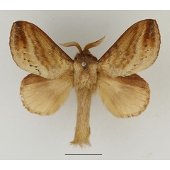 /filer/webapps/moths/media/images/P/punctilimbata_Mallocampa_AM_Basquin_01.jpg