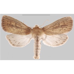/filer/webapps/moths/media/images/T/taveta_Sesamia_HT_MNHNa.jpg