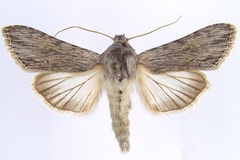 Cucullia pittawayi
