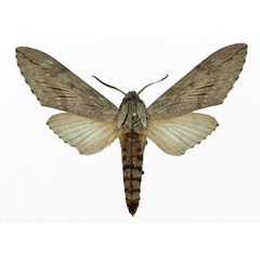 /filer/webapps/moths/media/images/F/favillacea_Pantophaea_AM_Basquin_01.jpg