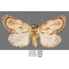 /filer/webapps/moths/media/images/L/lignosa_Paracroria_AM_Mueller.jpg