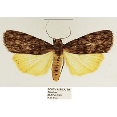 /filer/webapps/moths/media/images/M/meridionalis_Sommeria_AM_TMSA_01.jpg