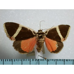 /filer/webapps/moths/media/images/E/euclidica_Colbusa_A_Revell_02.jpg